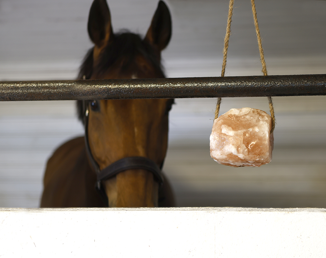 Equisalt 1288 lågupplöst